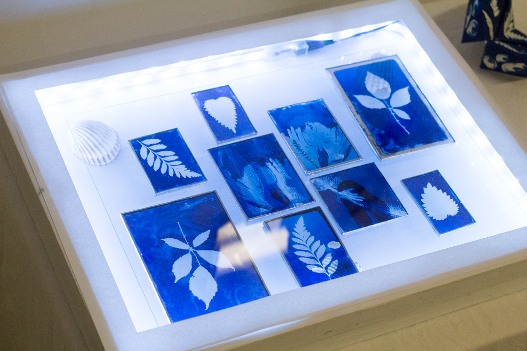 a light box with cyanotypes on glass